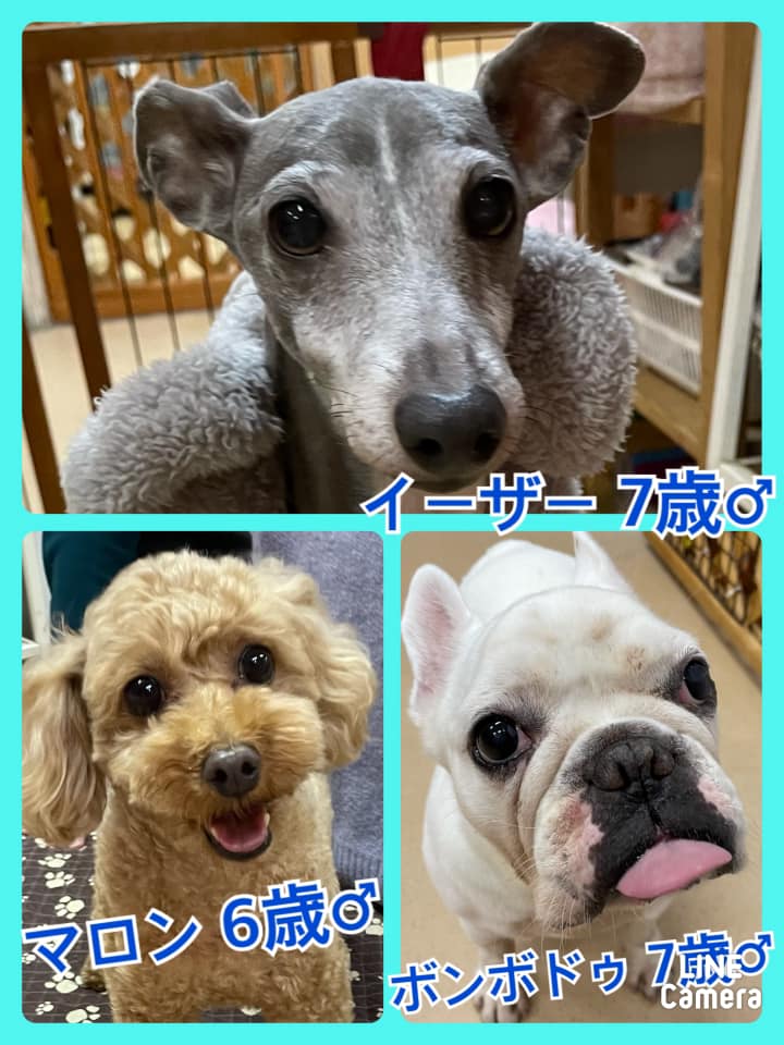 🐾今日の里親様募集中ワンコ🐶メンバーです🐾2022,2,19【保護犬カフェ天神橋店】